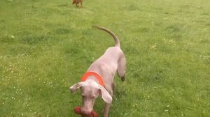 Vizsla Archie & Sebastian Weimaraner loving the rain.