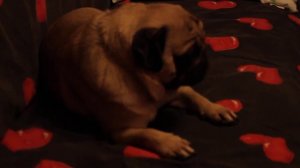 мопс "хрюкает"