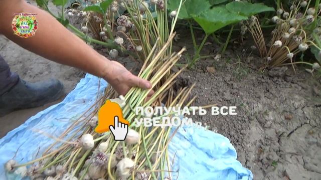 Как хранить семена чеснока до момента посева осенью? смотреть онлайн