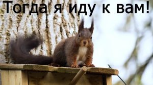 Бухаешь? тогда я иду к вам! алкоголь, алкоголизм. Белка. Пьешь? юмор, прикол, мем.