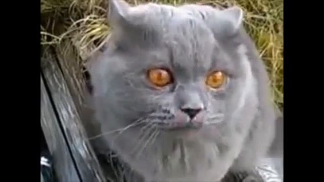 СОЛО КОТА -- БАЮНА смотреть онлайн