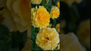 Rosa ‘Landora’ Yellow Roses: Plant