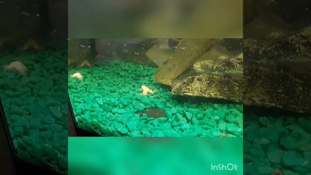 Обзор совместного содержания черепах и лягушек в аквариуме. смотреть онлайн