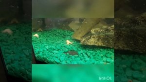 Обзор совместного содержания черепах и лягушек в аквариуме.