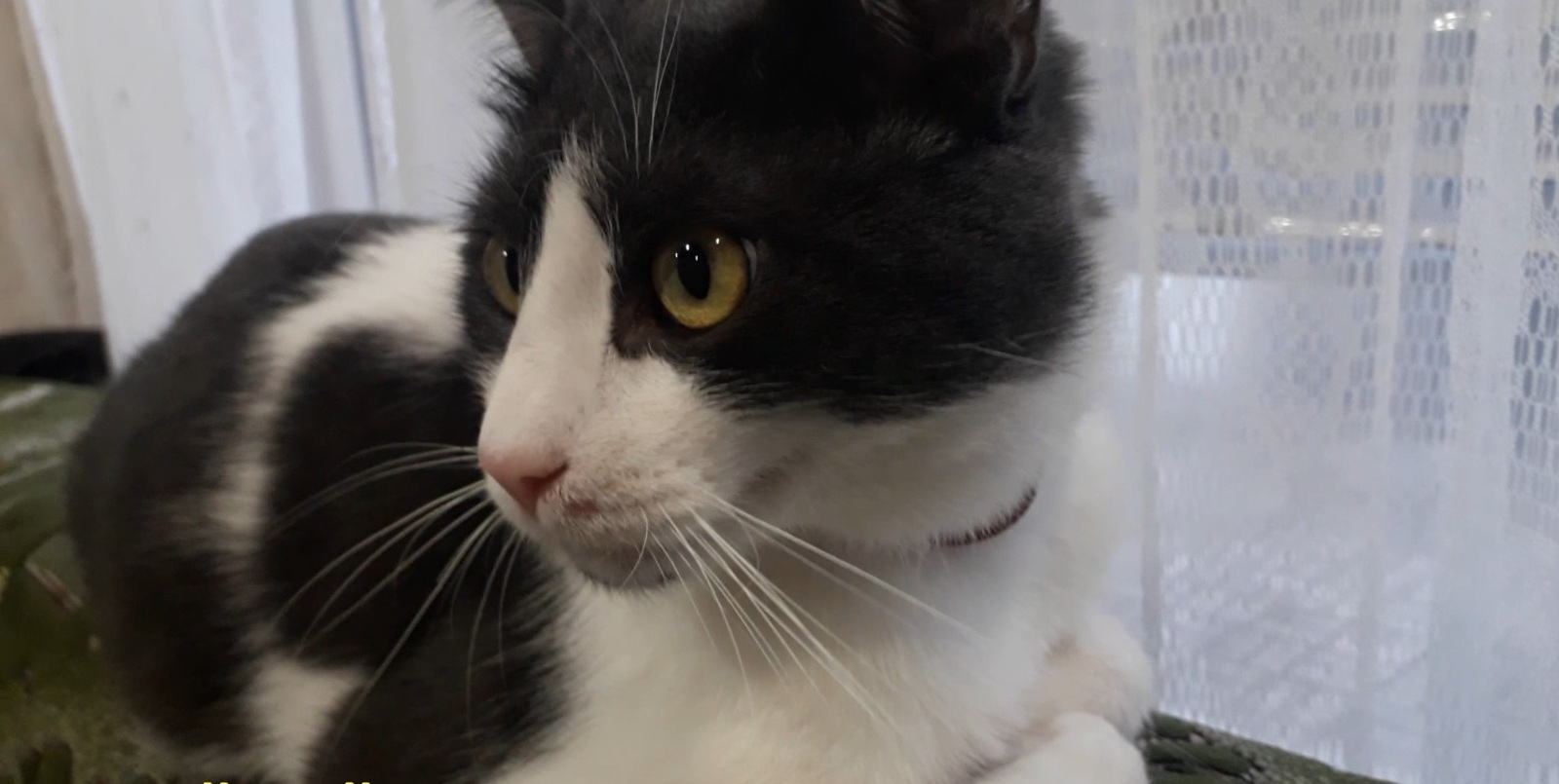 Купание кота Кузи в ванной - само спокойствие смотреть онлайн