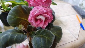 ШИКАРНЫЕ ГЛОКСИНИИ И кривые руки. обзор цветения 6.08.2021 #глоксинии #цветыглоксинии #любимыеглокс