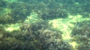 Крым.  Феодосия.  Подводная съемка.  Черное море.