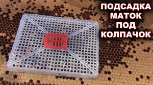 Подсадка маток под колпачок.