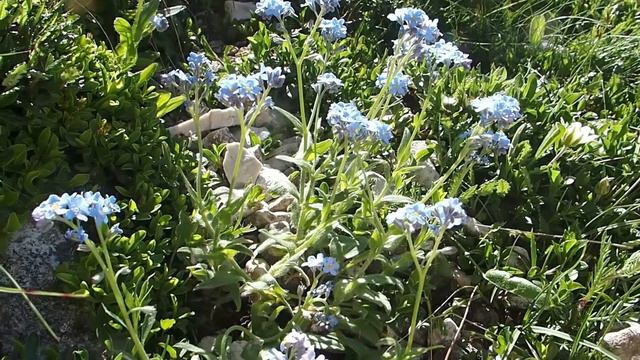 Myosotis alpestris 1.mp4