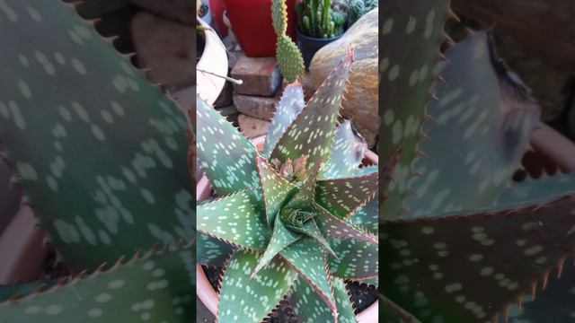 @flowerszoneforever Aloe Maculata. Waiting for the bloom