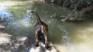 алано эспаньол