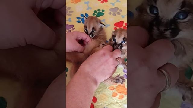 Очень маленькие Каракалы,Newborn Caracals are very cute. #cat #cute #caracal #каракал #animal #lion