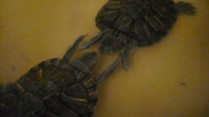 Красноухие черепахи брачные игры (Krasnouhie turtle courtship)