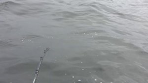 Лучшая рыбалка трески за сезон, Кильдин восточный.