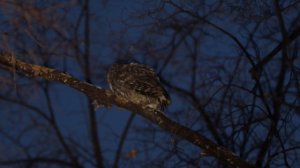 Серая неясыть. Коротко, но ясно.