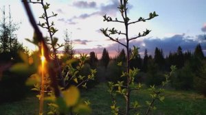 По праву рождения. Любовь Чернышова - стихи и монтаж, читает автор. Муз. фон - Джошуа Белл