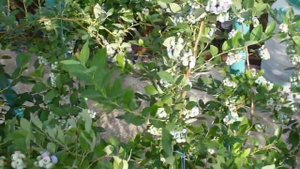 голубика Нельсон, Денис, Бригитта, Легаси и др.  Обзор. Blueberry.