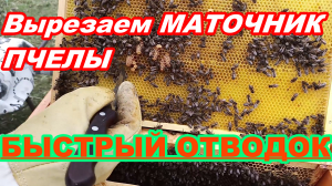 Быстрый ОТВОДОК ПЧЁЛ ! Вырезаем МАТОЧНИК !
Как вырезать маточник пчелы и вставить в сот в отводок !