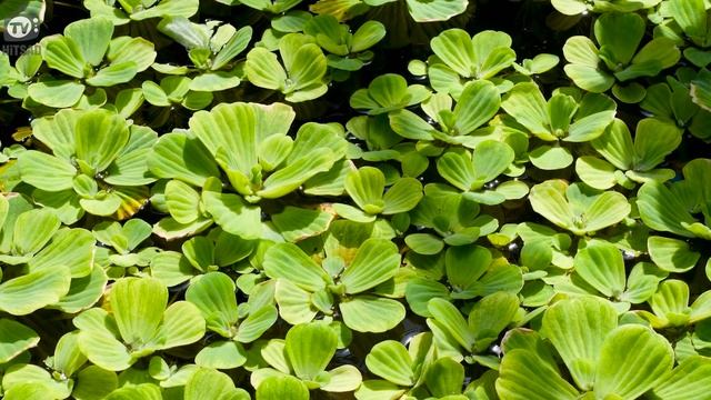 КАК ИЗБАВИТЬСЯ ОТ ЦВЕТЕНИЯ ВОДЫ ? Пруд на Даче ? Советы От Хитсад ТВ