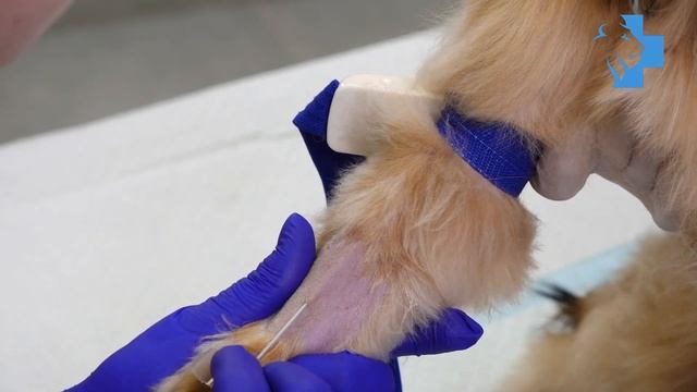 Постановка внутривенного катетера собаке смотреть онлайн