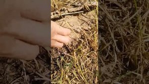 Как избавиться от пырея при помощи картона