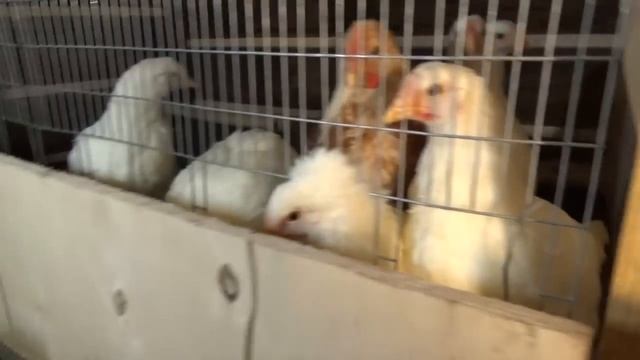 Строительство курятника завершено! смотреть онлайн