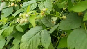 Саженцы малины Малиновая гряда (часть 1)