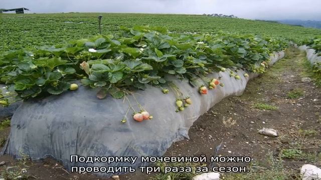 Выращивание клубники в открытом грунте