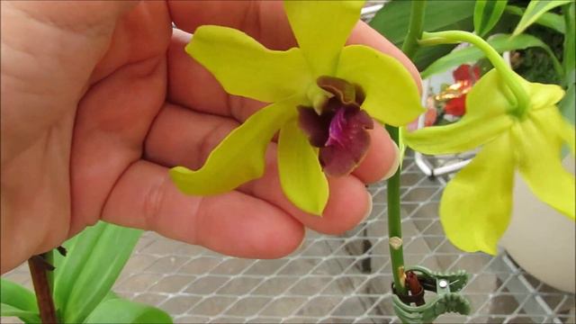 Como cuidar orquideas Dendrobium todo lo que necesitan como plantar y tener en maceta #252 смотреть онлайн