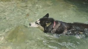 Ущелье реки Бешенки аКа Таштай, Туапсинский район, Краснодарский край(Поход с Хаски)