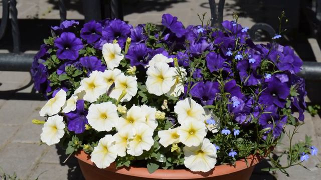 Цветение петунии и других цветов 26 июня 2020 года смотреть онлайн