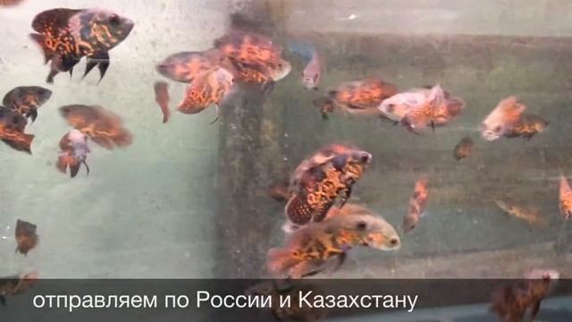 Астронотус тигровый Astronotus Ocellatus Tiger Oscar продажа оптом смотреть онлайн
