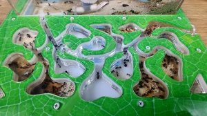 Попадет ли Таракан в ловушку Муравьиного льва?