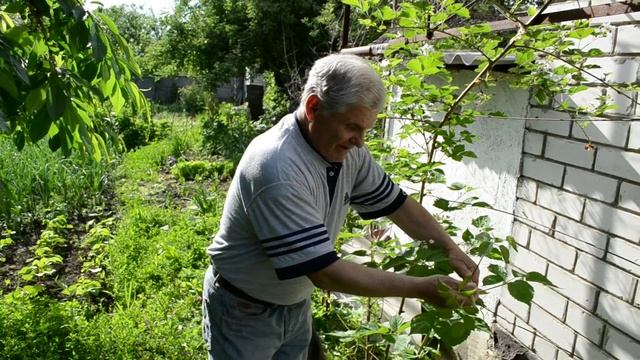 Ежевика: как увеличить морозостойкость смотреть онлайн