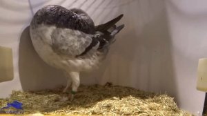 Голуби дутыши на выставке в Голландии