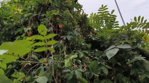 Маракуйя пассифлора как растёт в Дагомысе