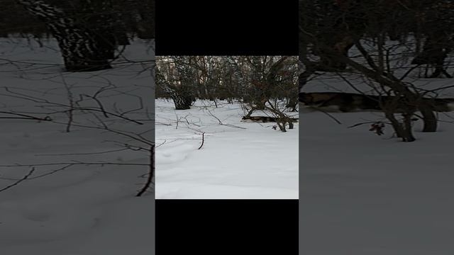 Хаски Умка покоряет последний снег