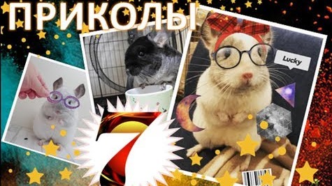 Лучшие приколы про ШИНШИЛЛ! Смешные ШИНШИЛЛЫ! Funny chinchillas❤#7 смотреть онлайн
