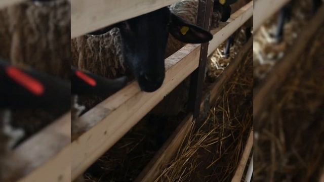 Бараны Суффолк: идеальная порода для вашей фермы! Суффолкская порода овец и баранов в России! смотреть онлайн