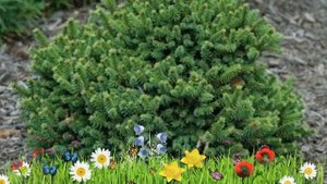 Ель обыкновенная Барри ? Обзор: посадка и уход. крупномеры ели Барри: описание и особенности