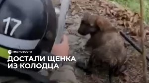 Достали щенка из колодца
