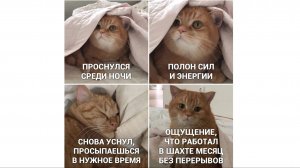 котики нас смешат