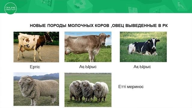 Урок биологии 10класс рус Положительные и отрицательные стороны использования ГМО