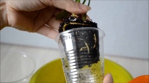 Уход за антуриумом после покупки. Какие условия нужно создать  антуриуму в домашних условиях