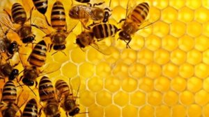 Молитва об умножении пчелиного роя