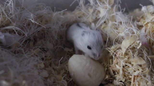 Джунгарики открыли глазки! Можно брать в руки! Съедят ли банан? смотреть онлайн