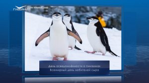 День осведомленности о пингвинах. Календарь Губернии от 20 января