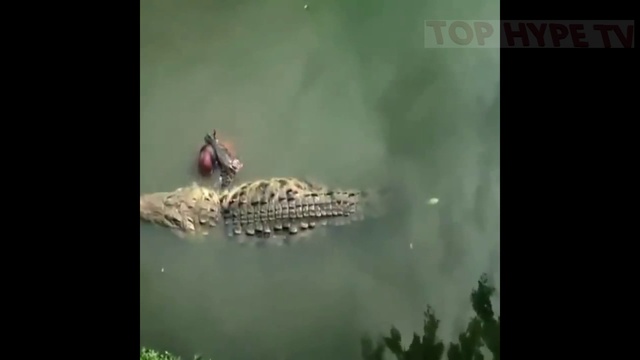 ПОДБОРКА НЕВЕРОЯТНАЯ И НЕОБЫЧНАЯ ДРУЖБА ЖИВОТНЫХ Часть 1 смотреть онлайн