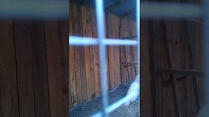 Голос павлина.