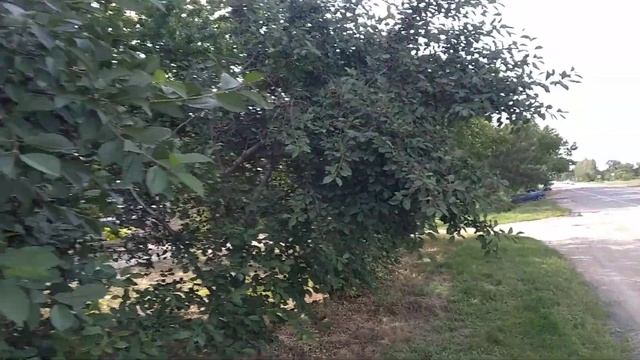 Кельрейтерия метельчатая.Отличное летнее дерево медонос.